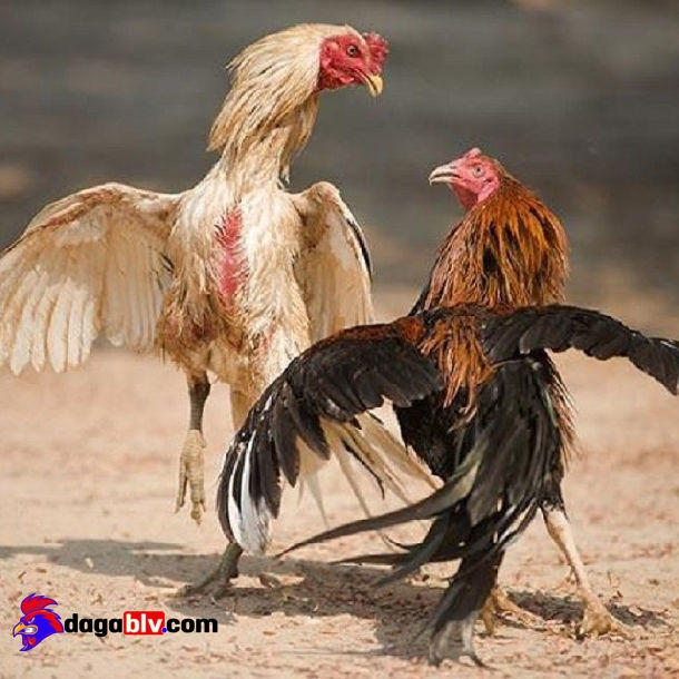 Cách nhận biết các loại thuốc làm gà không đá được