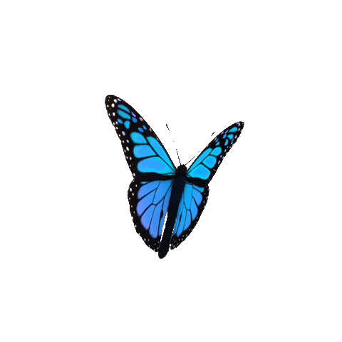 butterfly.gif