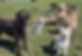 dog_group.jpg