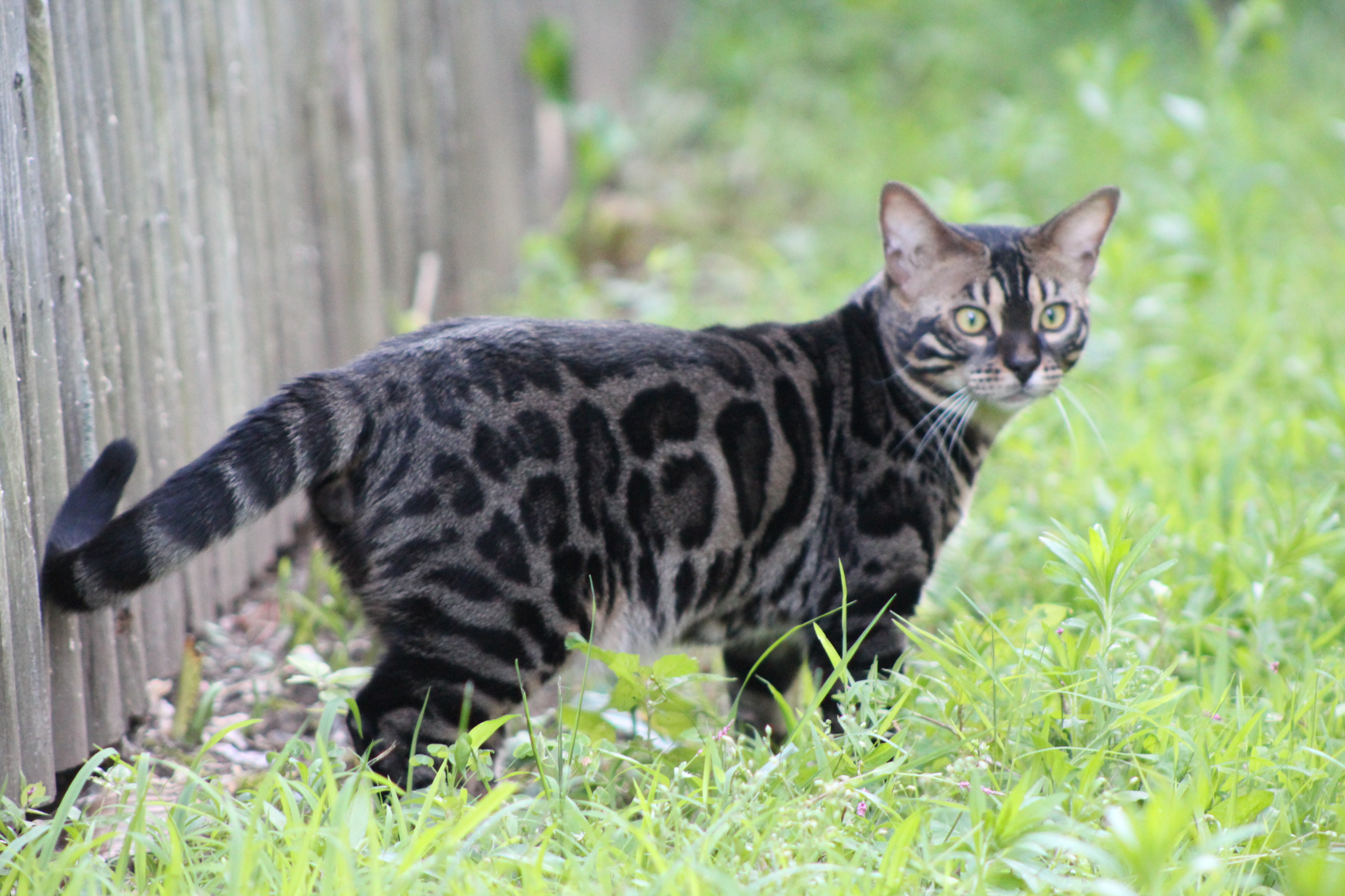 miniature leopard cat