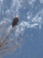 Eagle over the Yellowstone River