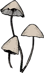 Wildkraft mushroom illustration