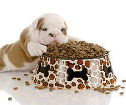 alimento-para-perros