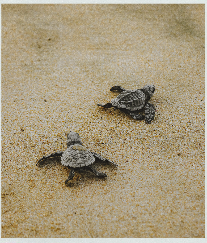 turtle.png