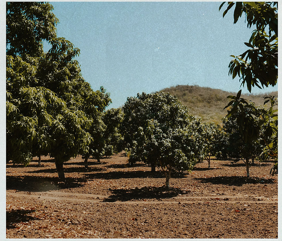 mangos2.jpg
