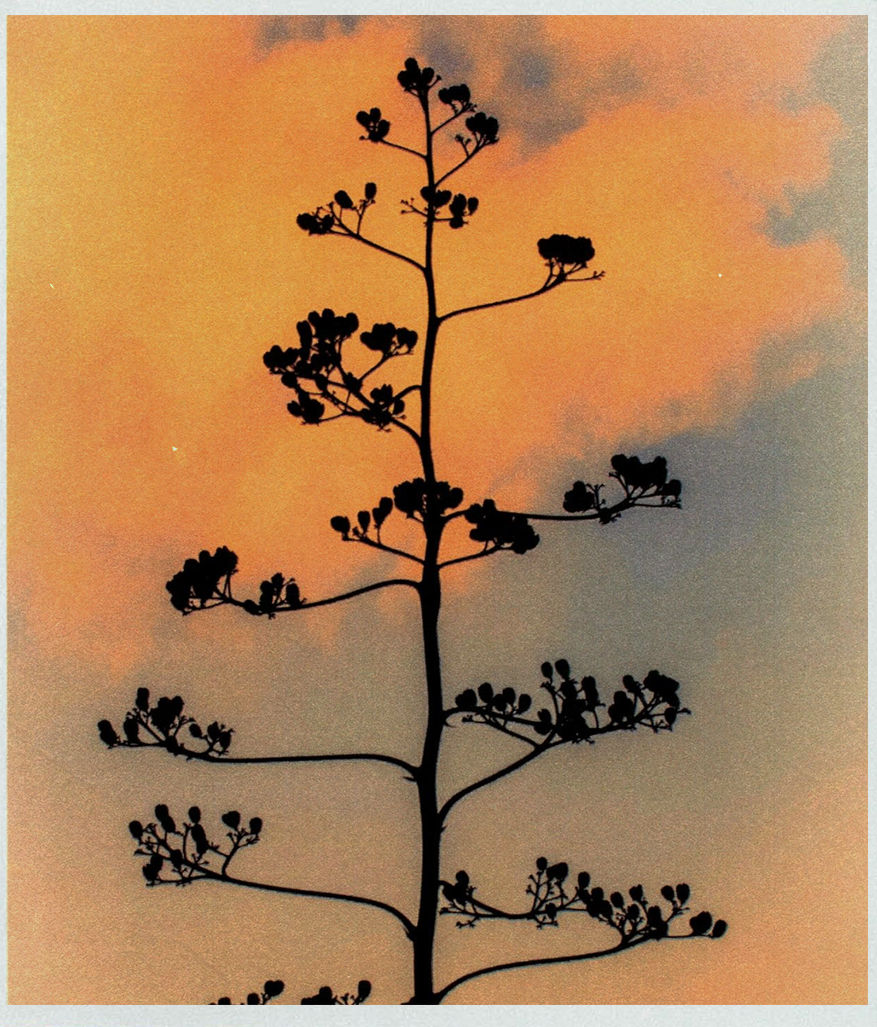 agave.jpg