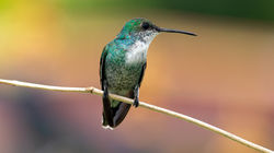 José Olmedo - @birdwatchingpanama