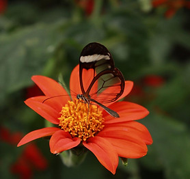 Mariposa Greta Oto.jpg