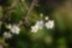 spring-in-bloom-2023-11-27-05-14-29-utc.jpg
