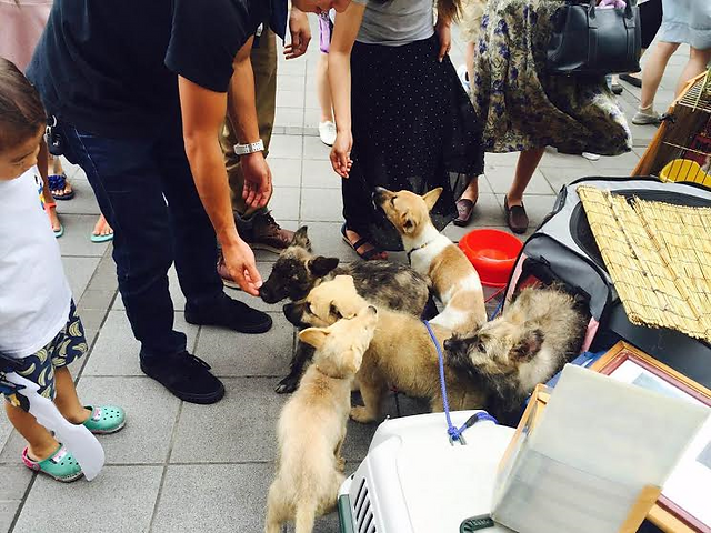 毎週土日祝日 ワンニャン譲渡会開催中