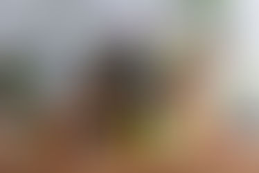 The Charms of Essential Oils: From Sensual Pleasure to Therapeutic Virtues