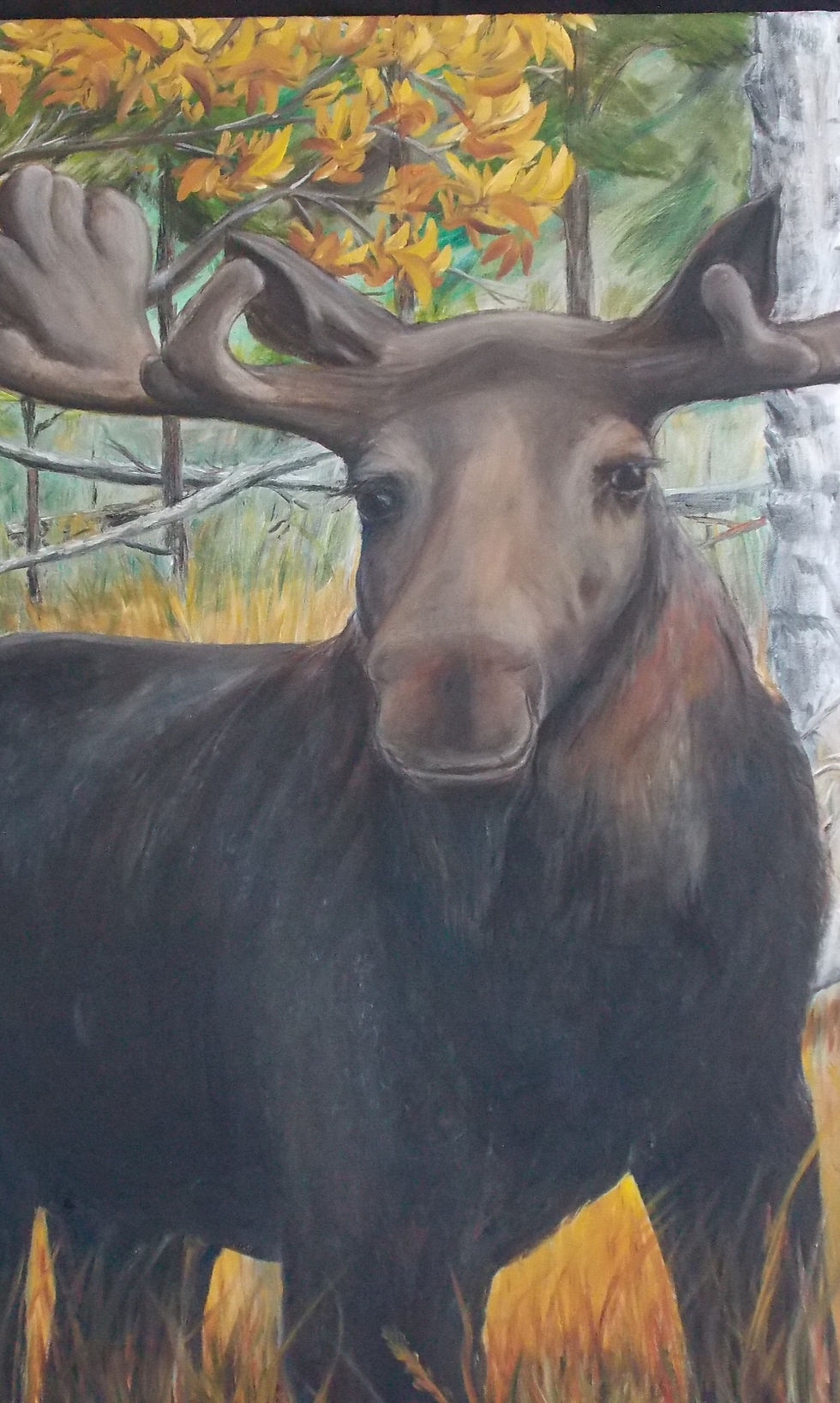 Thumbnail: Spruce Moose