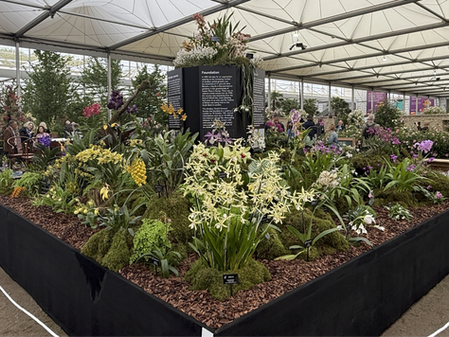 Another Gold for the OSGB at RHS Chelsea Flower Show