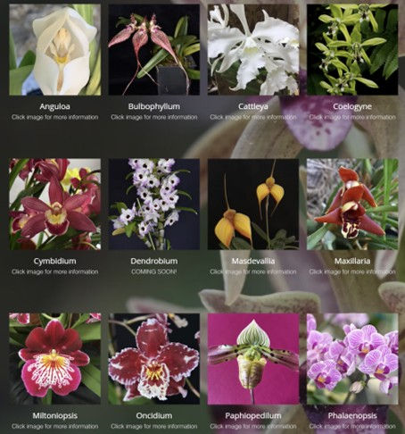 OSGB Orchid Care Guides