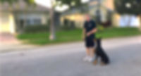 Space-Coast-Dog-Trainer-Doberman-Ken-her