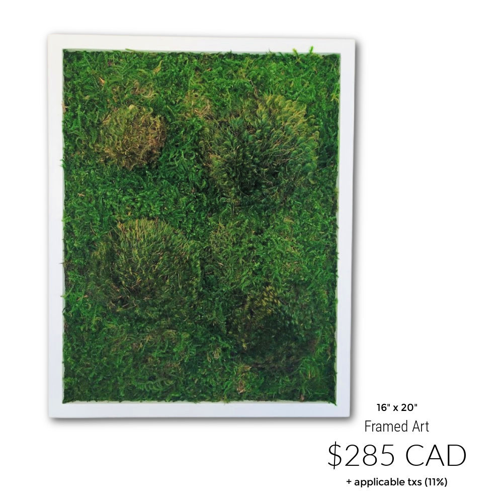Framed Preserved Moss Art