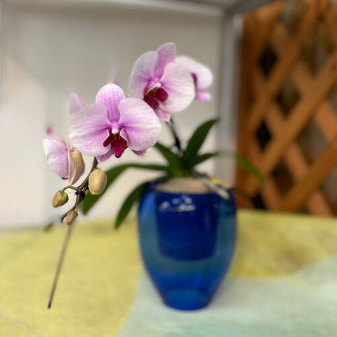 店舗オープンお祝い花