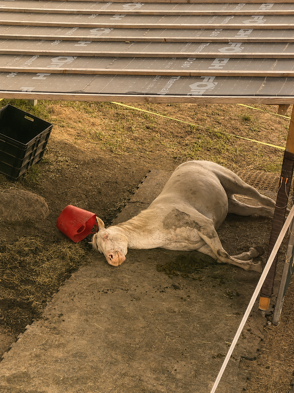 Ein weißes Appaloosa-Pferd schläft auf der Seite, über ihm liegt ein roter Flexitrog