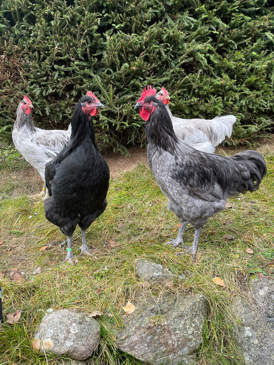 Mehrere Jersey-Giant-Hühner im Freien auf der Wiese.