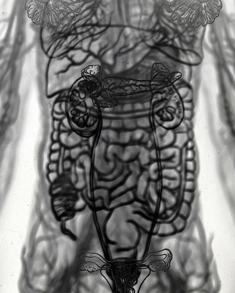 animation of a multilayered illustration of human organs shifting ion and out of focus