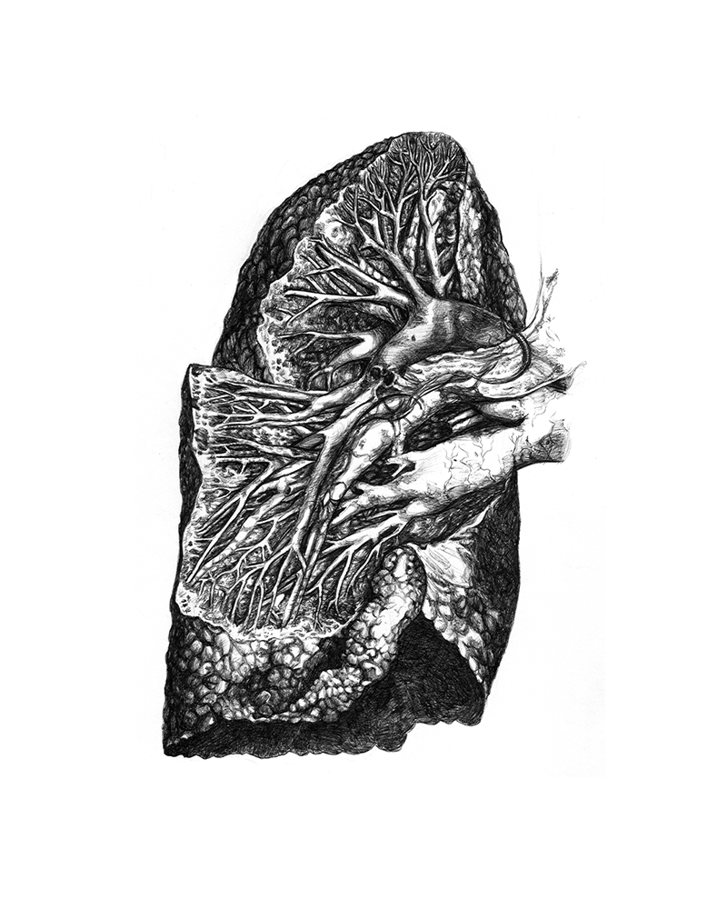 detailed drawings of human organs like heart, brain, lung, kidney, eye, ear and mammary gland