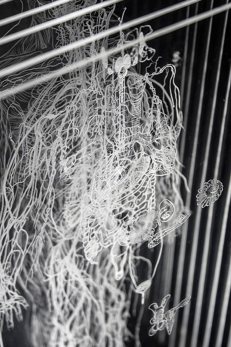 body systems illustration engraved in plexi glass