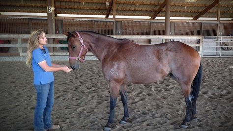 Do you really want your horse to be “Broken”?...