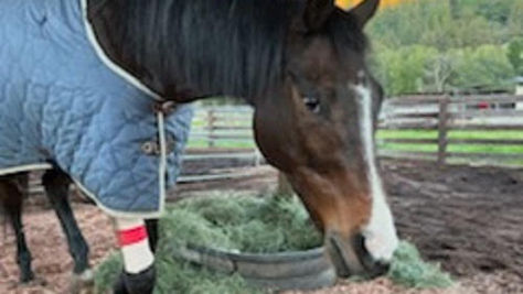 Mama Janka : A Rescue Story