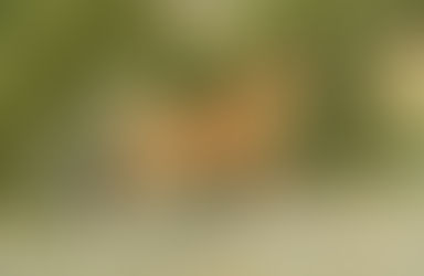 Help Protect Mustangs