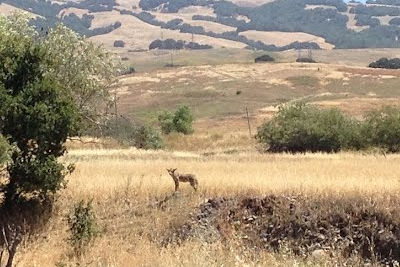Out with the Spring, in with the Summer (including Fly Care)