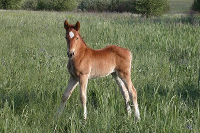 Your horses misery is not justified.