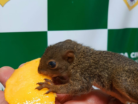 Um esquilo serelepe perdido em Niterói
