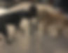 fullsizeoutput_1bb9.jpeg