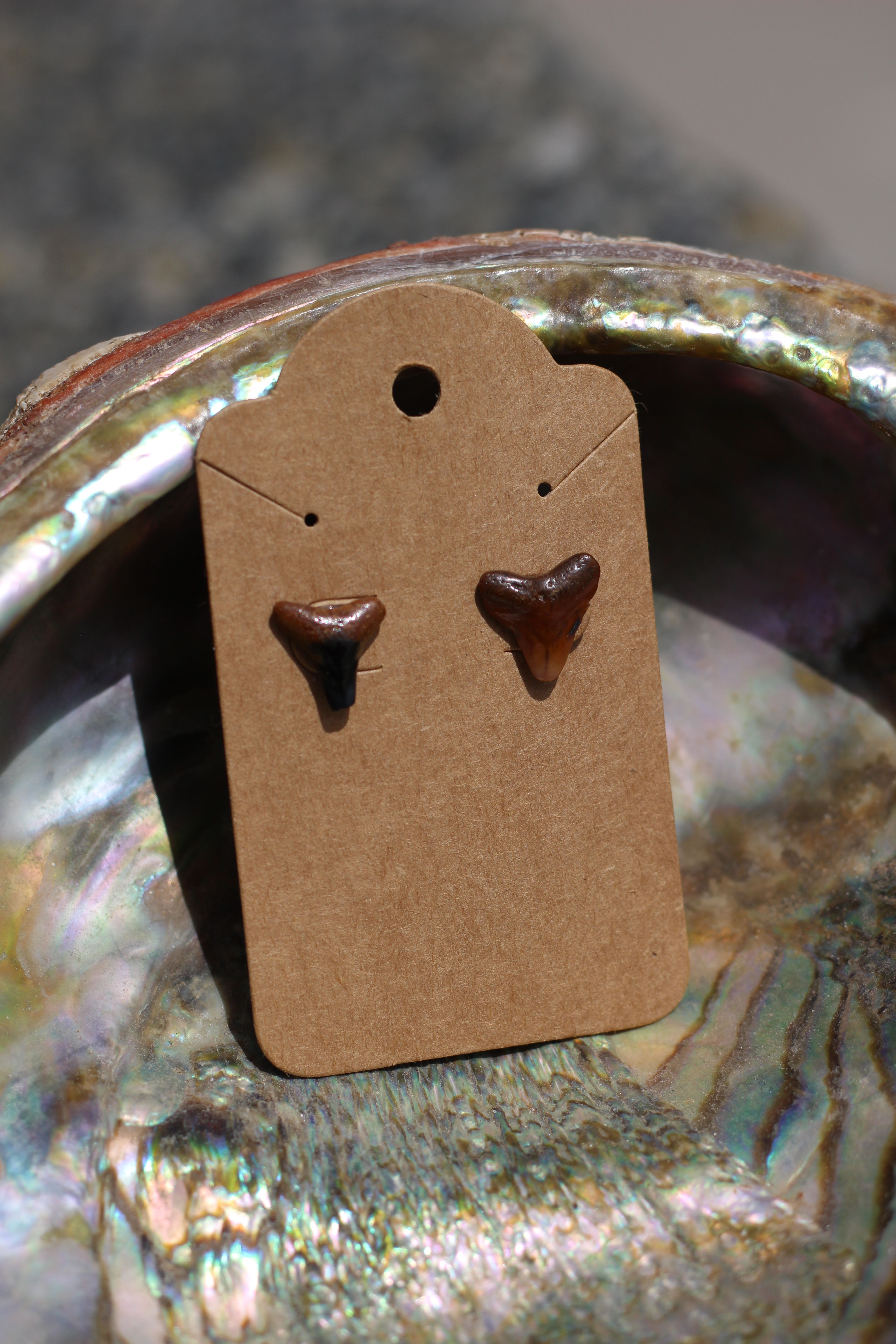 brown shark tooth studs