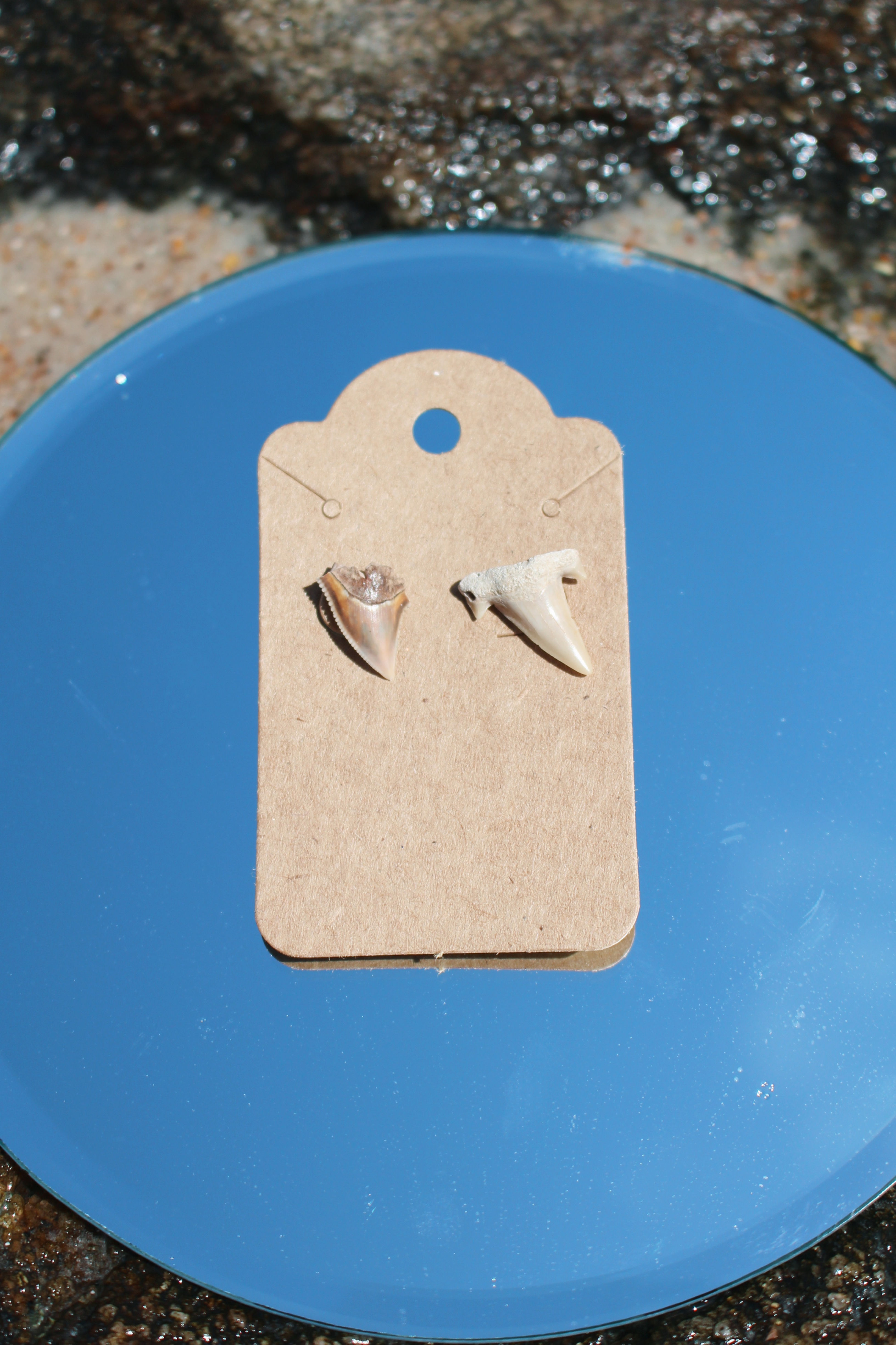 Shark Tooth Studs