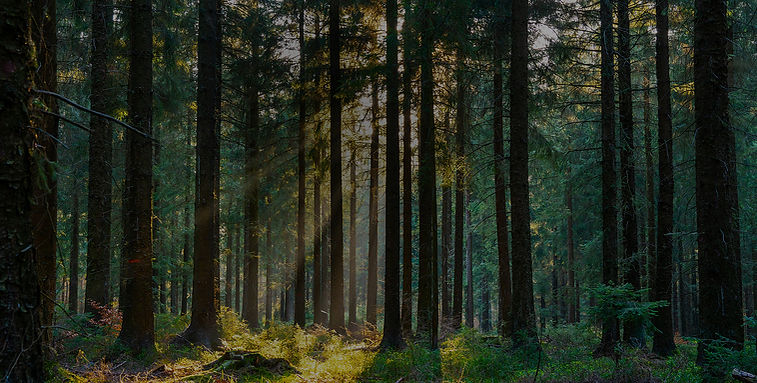 Green Forest