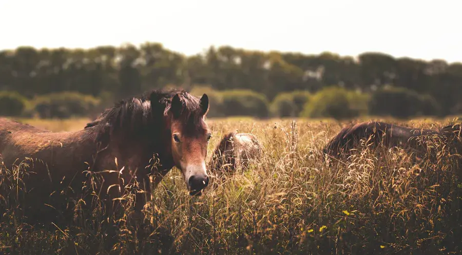 Troupeau de chevaux poilus en liberté mangeant de l'herbe dans un pré