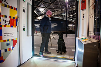 Blindengeleidehond Canine Company KNGF