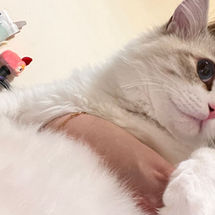 White cat being cuddled by a person, close up shot with details.