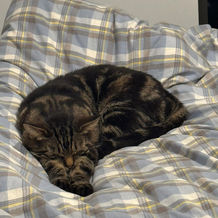 Sleeping cat curled up on a plaid blanket, resting comfortably indoors.