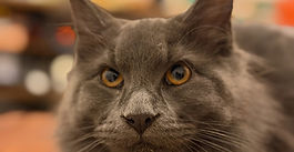 Indoor cat relaxing during a boarding stay