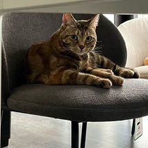 Brown tabby cat relaxing on a gray chair, looking intently at camera.