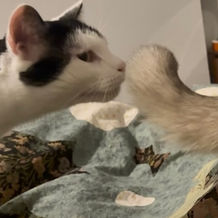 White and black cat sniffing husky tail on a floral bed