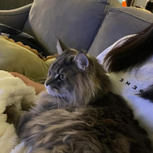 Fluffy grey cat lounges on a couch looking content and comfortable