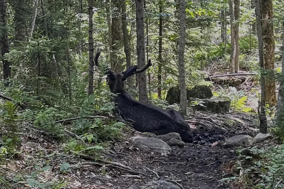 The Moose that forced NY to "f" off.