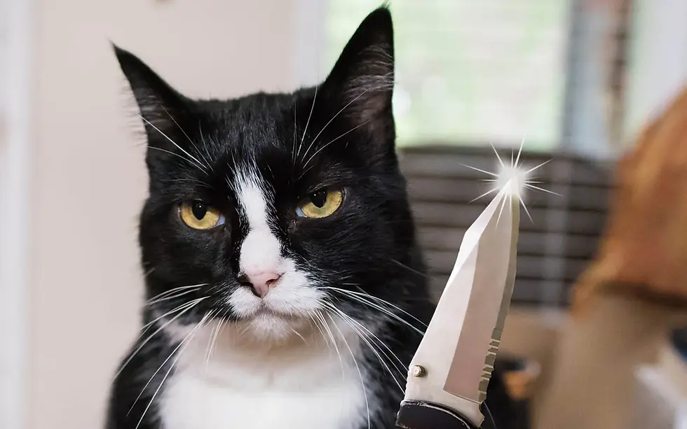 A cat who looks grumpy holding a knife.