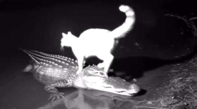 Mr whiskers standing on an alligator, just to let him know who is dominate.