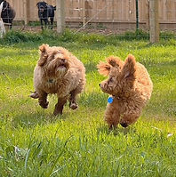 Dogs running around at Newport Pet Boarding and Daycare in Rock Hill, SC