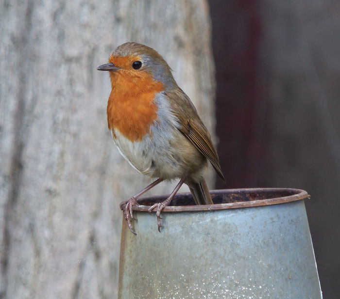 The Robin
