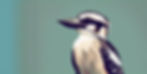kookaburra sitting on a speaker on the right side of the image_edited.jpg